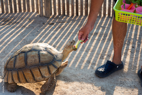 Feeding a land turtle. An
African spurred tortoise (Centrochelys sulcata), also commonly known as the Sulcata tortoise. 
