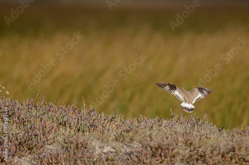 Wild Bird in Natural Environment