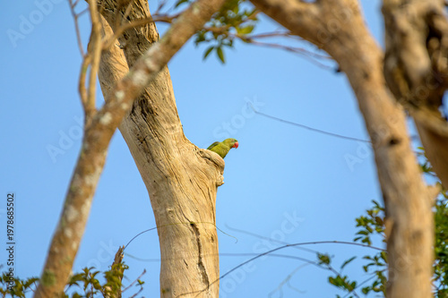 Wild Bird in Natural Environment