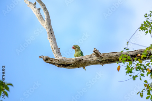 Wild Bird in Natural Environment