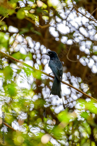 Wild Bird in Natural Environment