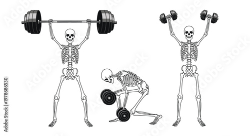Trio of human skeletons engaged in various weightlifting exercises including a bench press overhead press and dumbbell row.