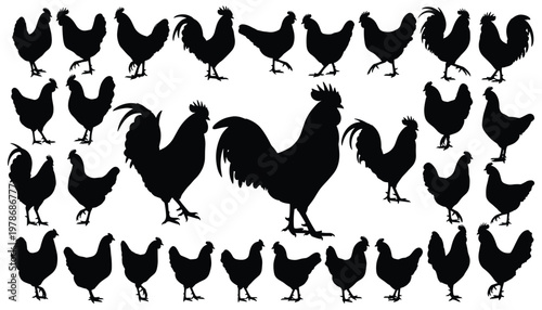 Vector set of chicken silhouettes, collection of farm birds, rooster and hen icons, poultry vector illustration