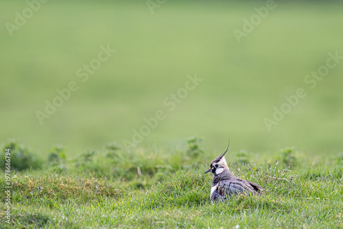 Schilderij op canvas A Northern Lapwing bird rests in the lush green grass of a field, its distinctive crest standing tall against the soft, blurred background