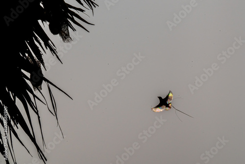 Wild Bird in Natural Environment