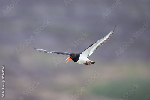 An oystercatcher bird in flight, with its wings spread wide and its beak open, against a blurred background.