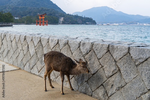 A young deer explores the pathway beside a stone wall with the famous floating torii gate of Itsukushima Shrine visible in the background across the water