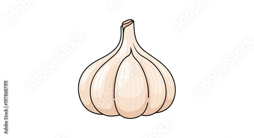 Single bulb of fresh white garlic with hints of purple on its papery skin is shown in a detailed illustration for cooking and health themes.