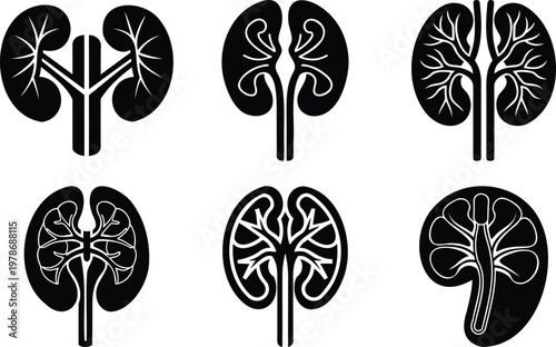 Detailed illustrations of human kidneys in various anatomical views, showcasing internal structures for medical and educational purposes.