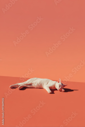 celebrate international cat day with minimalist portrait of adorable cat against clean ultrabright background
