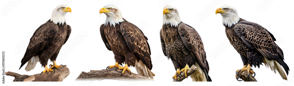 Obraz premium PNG Majestic eagles perched gracefully on transparent background