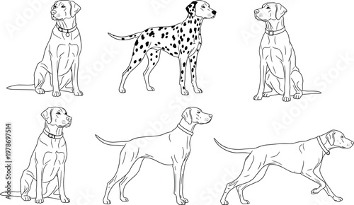 Dalmatian Dog Line Art Set with Standing and Sitting Poses Detailed Outline Vector Illustration for Pet Design, Coloring Pages, and Veterinary Use.