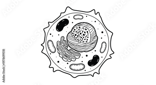Detailed illustration of an animal cell showcasing its various organelles and internal structures