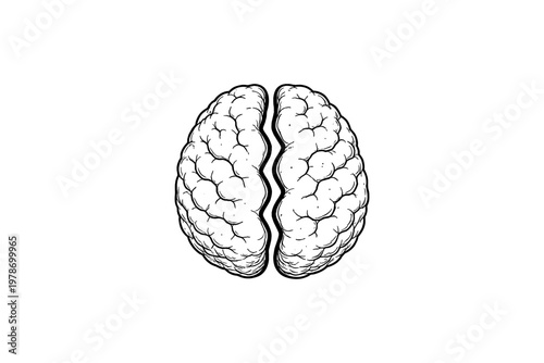Split brain illustration with detailed texture and clear division