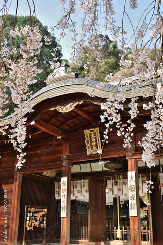 大石神社の大石桜(京都市山科区)