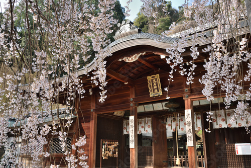 大石神社の大石桜(京都市山科区)