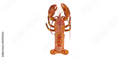 Red Lobster Marine Animal