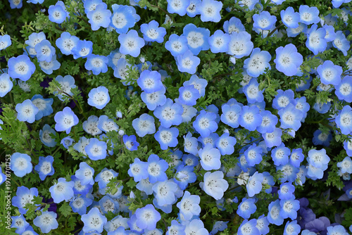 ネモフィラの花畑