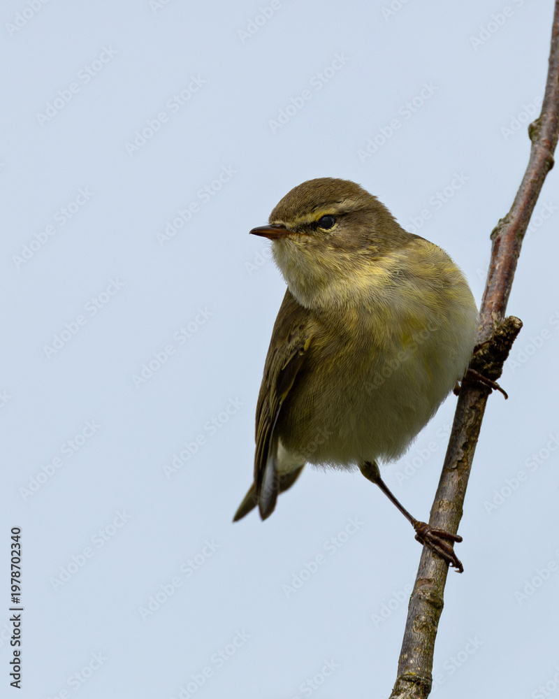 Obraz premium Willow Warbler Perched on Branch