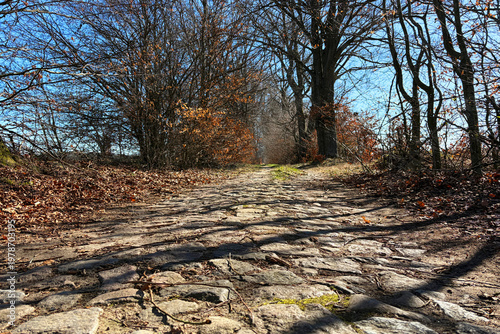 Old cobblestone road through autumn forest under clear blue sky