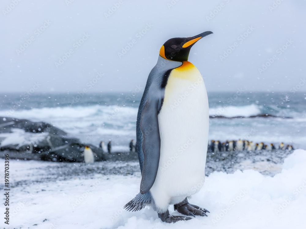 Obraz premium King penguin standing majestically on a snowy beach in Antarctica