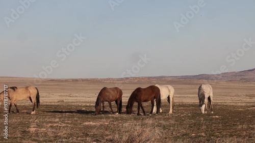 Herd of Wild Horses in Springtime in the Utah Dessert