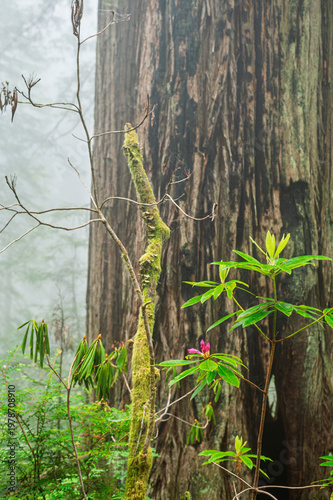Rhododendron In Redwood Forest