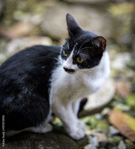 Black and White Cat Sitting on Ground