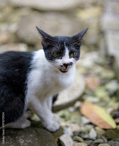Black and White Cat Sitting on Ground
