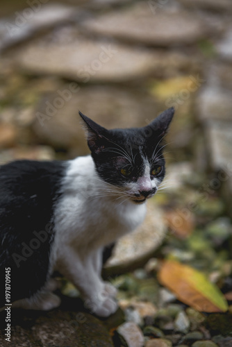 Black and White Cat Sitting on Ground