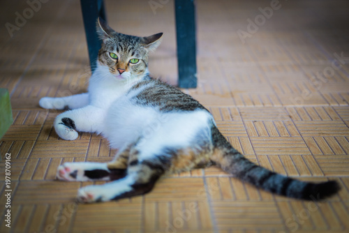 Domestic Cat Lying on Floor Looking at Camera