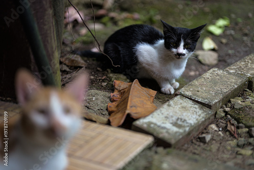 Black and White Cat Sitting on Ground