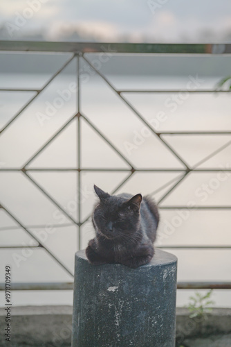 Black Cat Sitting on Concrete Post with Soft Minimal Background