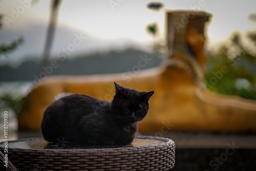 Black Cat Resting Beside Egyptian Sphinx Statue Outdoor