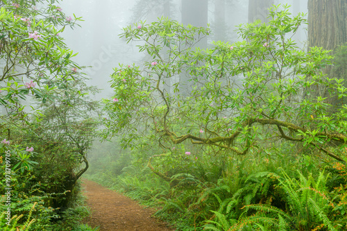 Rhododendron And Redwood Trail