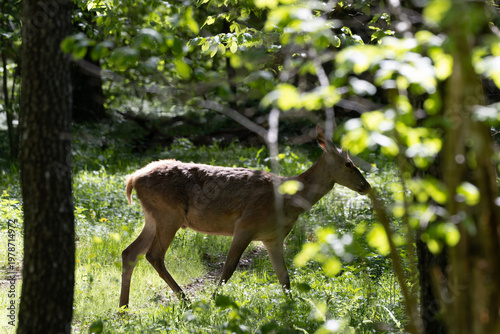 Fotografie Red deer searching for food in Bialowieza Forest sunlight