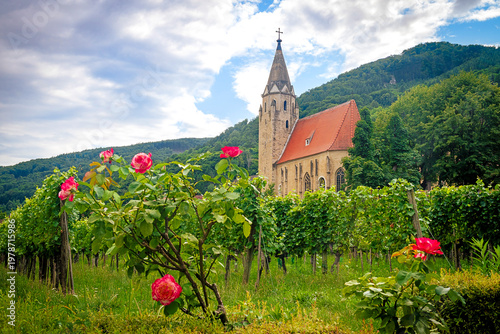 Sigismund chapel, roses and vineyards in Schwallenbach on Danube river in the Wachau region, Upper Austria, Austria