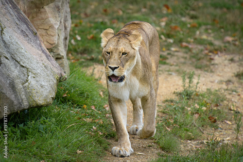 Beautiful lioness in a park