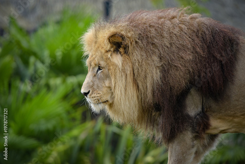 Beautiful lion in a park