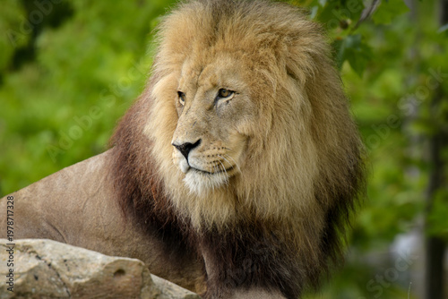 Beautiful lion in a park