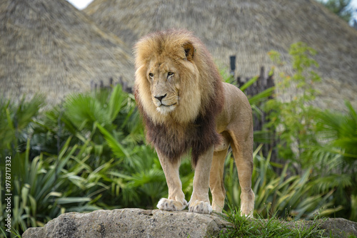 Beautiful lion in a park