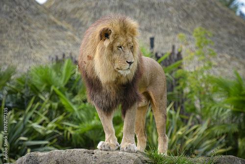 Beautiful lion in a park