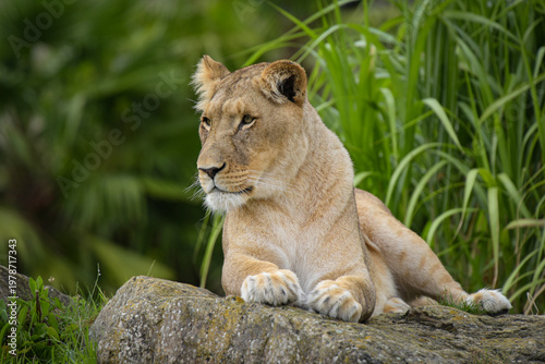 Beautiful lioness in a park