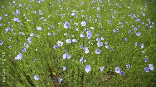Field of flax blooming in a countryside. Agriculture, the cultivation of flax