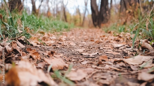Autumn Trail with Fallen Leaves in a Forest Surrounded by Trees Creating a Serene Natural Pathway