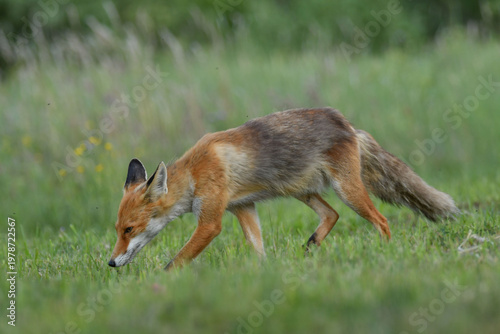 Fuchs