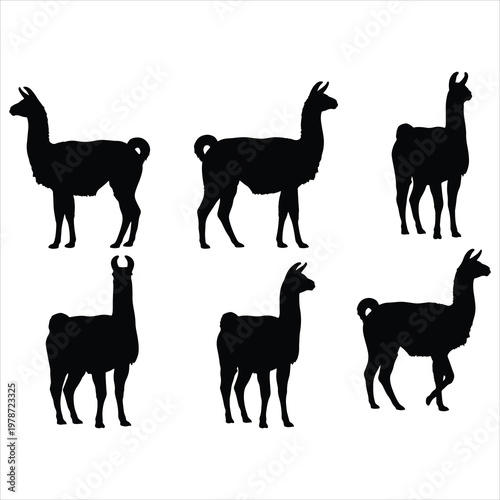 Vector illustration of Lamas for travel, livestock branding, and rustic design.