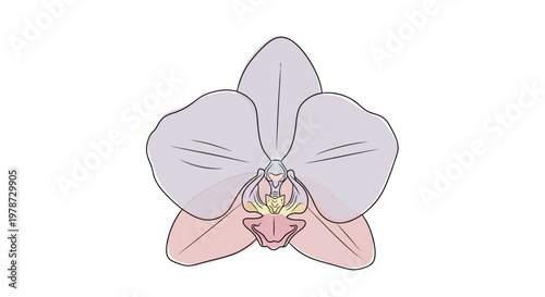 Detailed illustration of purple orchid flower.