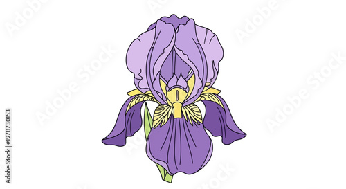 Purple Iris Flower Close Up View.