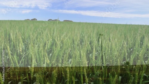 Camera zooming into wheat field, dark bar rising, turbine receding, showing crop growth for farming